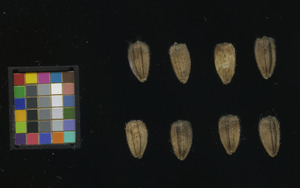 seed