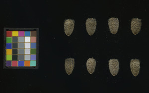 seed