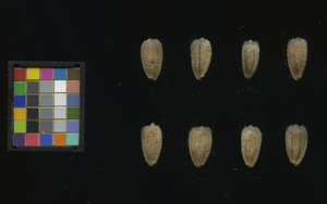 seed