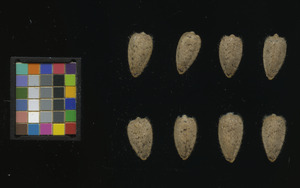 seed