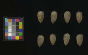 seed