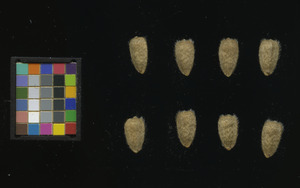 seed