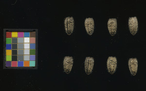seed