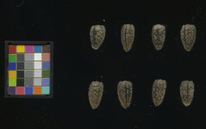 seed