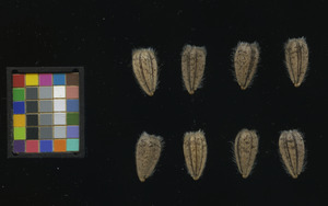 seed