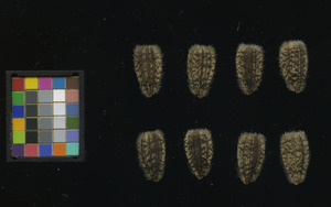 seed