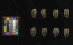 seed