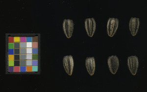 seed
