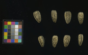 seed