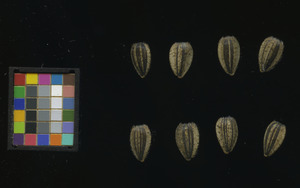 seed