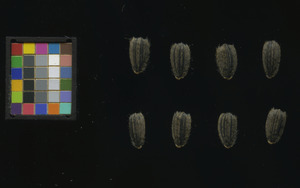 seed