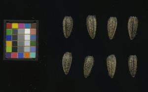 seed