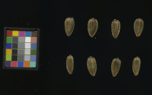 seed