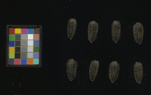 seed