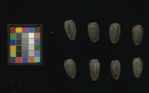 seed