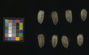 seed