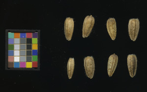 seed