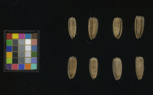 seed