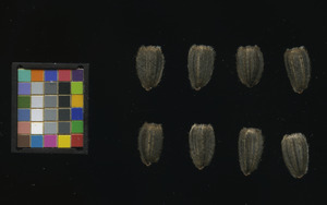 seed