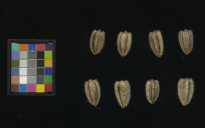 seed