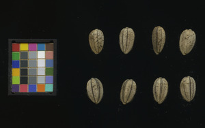 seed