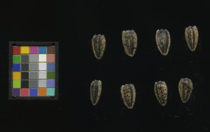 seed