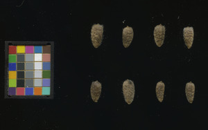 seed