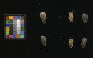 seed