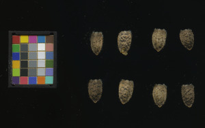 seed
