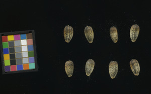 seed