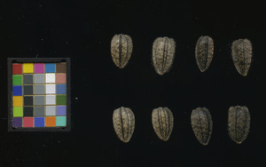 seed