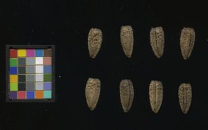 seed