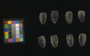 seed