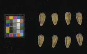 seed
