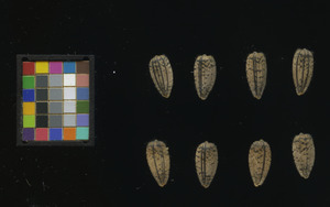 seed