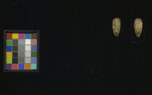 seed