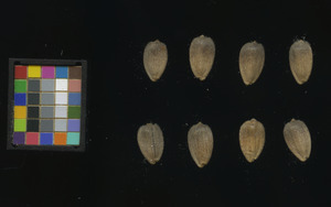 seed