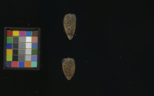 seed