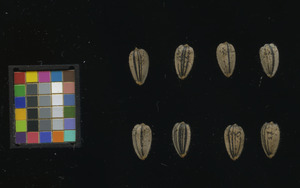 seed
