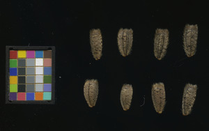 seed