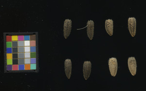 seed