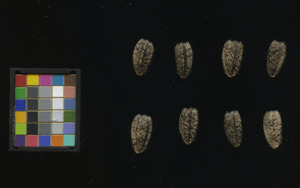 seed