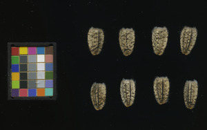 seed