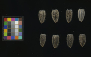 seed