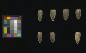 seed