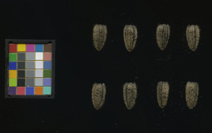 seed