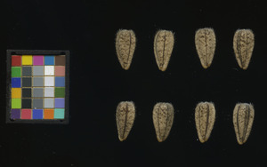 seed