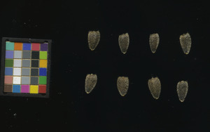 seed