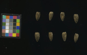 seed