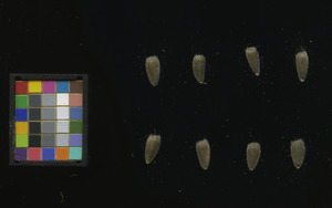 seed